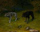 Wilk Szary i Dziki Wilk